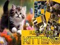 Игра Скользящая головоломка Коты онлайн