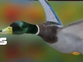 Игра Охотник на уток: Осенний лес онлайн