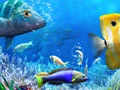 Игра Давай рыбу онлайн