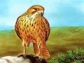 Игра Хищные птицы Слайд онлайн Игра Хищные птицы Слайд онлайн