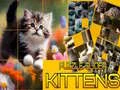Игра Скользящая головоломка Коты онлайн