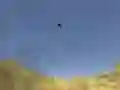 Игра Стрелок тукана онлайн Игра Стрелок тукана онлайн
