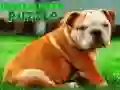 Игра Бульдог Щенок Головоломка онлайн Игра Бульдог Щенок Головоломка онлайн