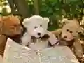Игра Три мягких мишки Пазл онлайн Игра Три мягких мишки Пазл онлайн