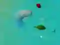Игра Счастливая акула онлайн Игра Счастливая акула онлайн